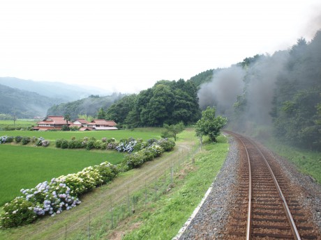 ＳＬの煙が残る線路沿いにアジサイが競い合って咲いています。