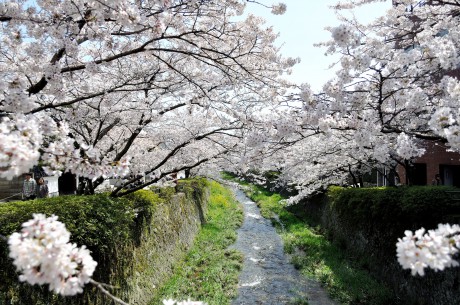 春は桜吹雪が舞う川沿いの小径