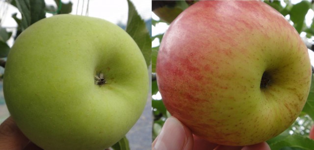 りんご比較